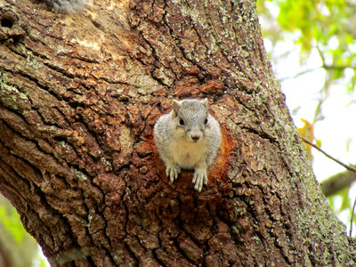 Delmarva Peninsula fox squirrel in tree cavity nest photo