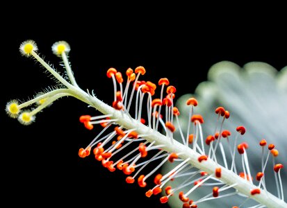 Flower white marshmallow photo