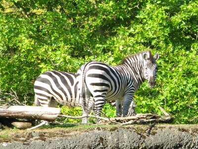 Zoo black white