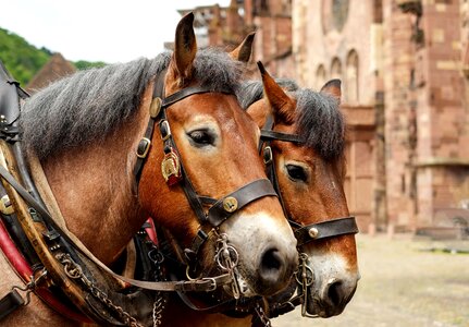 Animal beautiful photo brown