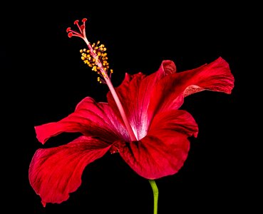 Flower red marshmallow photo