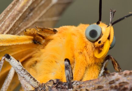 Insects butterfly wing