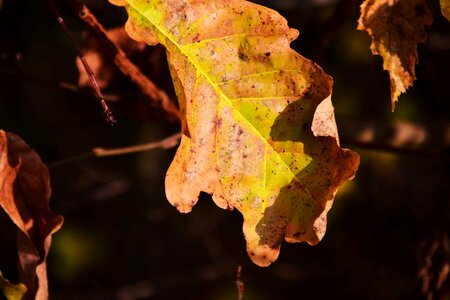 Autumn autumn season daylight