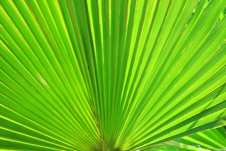 Leaf green spread