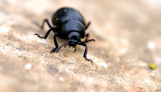 Animal arthropod beetle