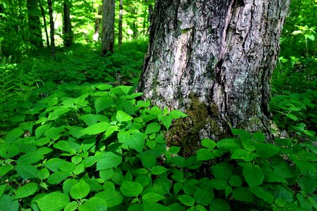 Bark branch dark green