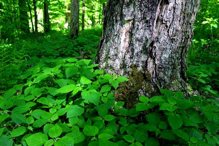 Bark branch dark green photo