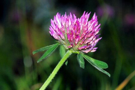 Meadow purple nature photo