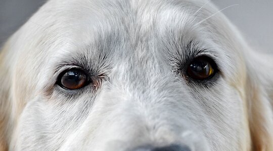 Dog eyes head photo