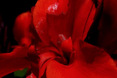 Beautiful beautiful flowers blooming