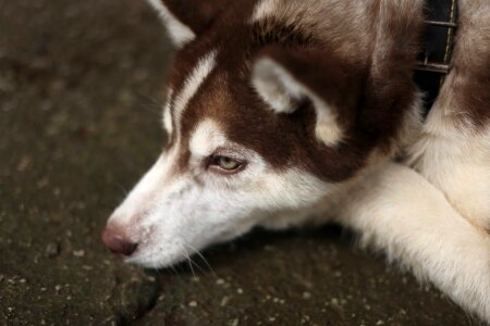 Husky sled dog canine photo