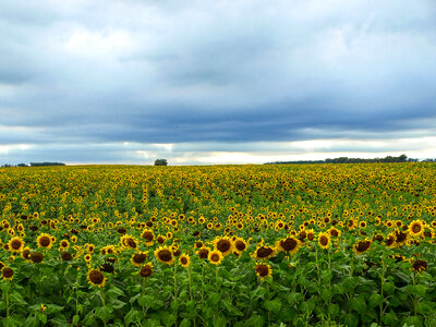 Sunflower field landscape under the cloudy skies
