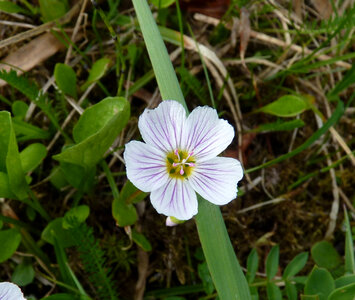 Spring Beauty