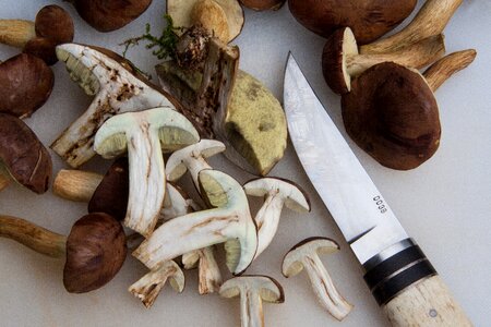 Called brown cap mushroom worm eaten
