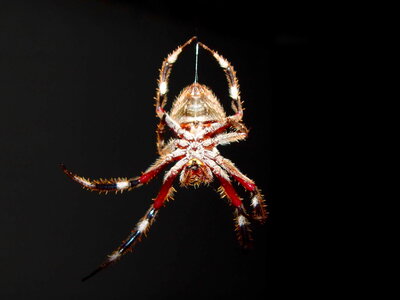 Evening spider 