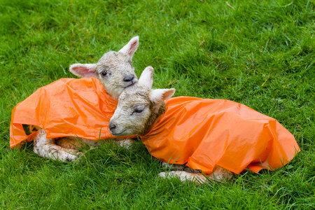 Two Ewes in Orange raincoats photo