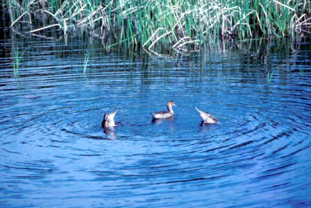 Anas Acuta hunt water photo