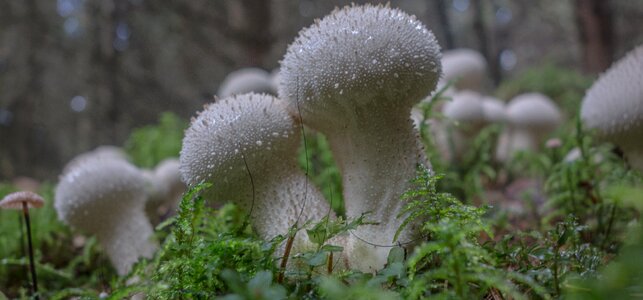 Moss forest floor nature photo