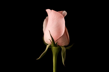 Pink Rose Isolated on Black Background photo
