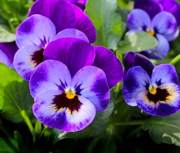 Nature spring violet