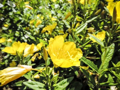 Plant bloom the petals photo