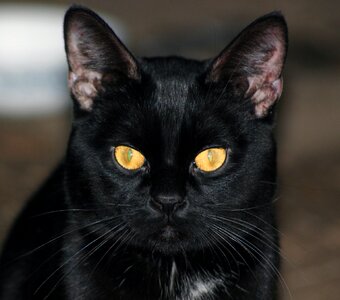 Adorable animal cat
