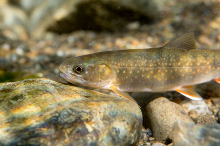 Dolly Varden-2