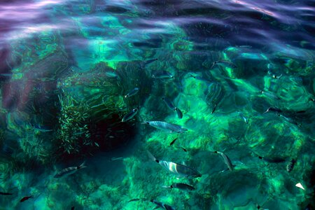 Nature water green