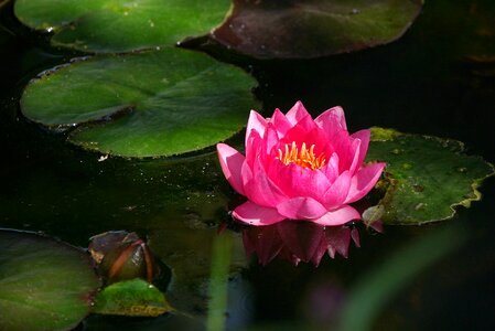 Garden pond water rose photo