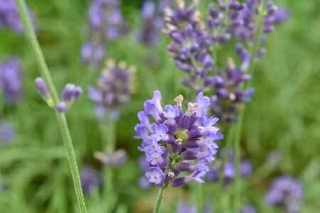 Aromatic grass plants lavender photo