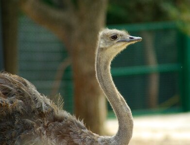 Bird ostrich zoo photo