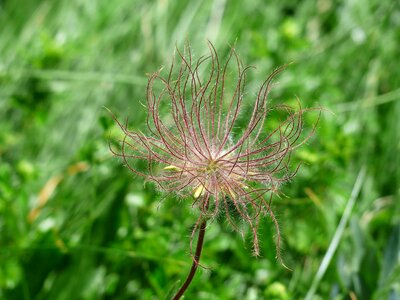 Beautiful Flowers blooming blossom photo