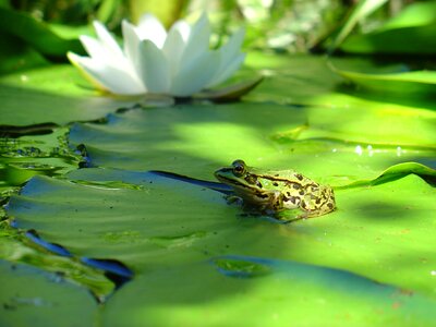 Water lily green pond photo