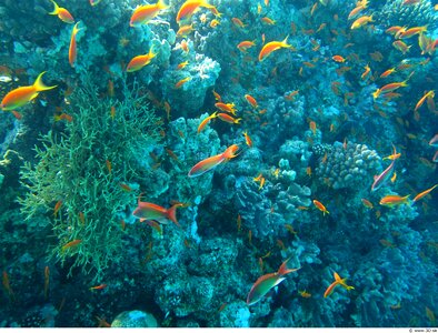 Fish corals sea