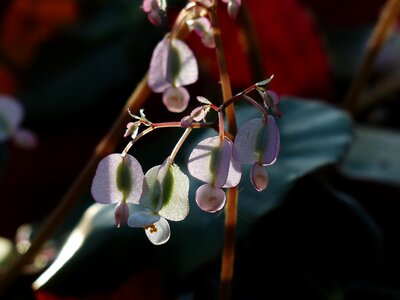 White bell seeds photo