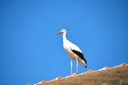 Rattle stork white stork roof