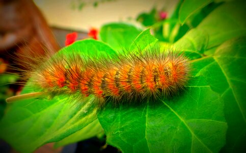 Hairy wildlife bug
