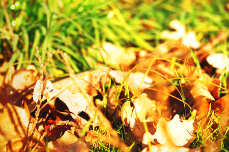 Nature background