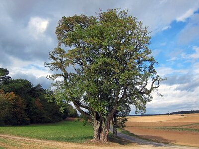 Clouds trees field photo