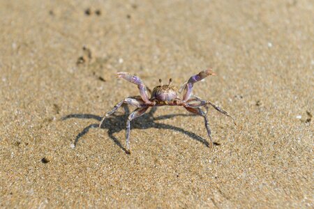 Crab bathing beach sea