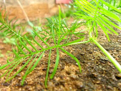 Foliage environment ecology photo