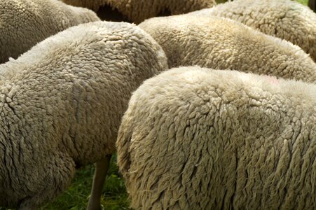 Sheepskin wool white soft photo