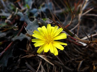 Flower nature spring
