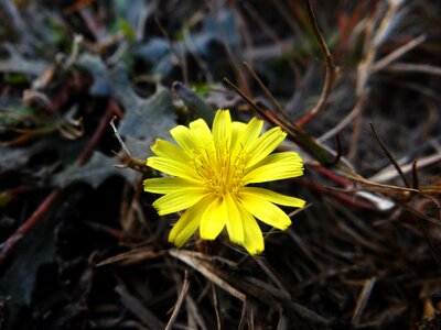 Flower nature spring photo