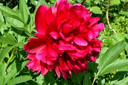Peony red flora