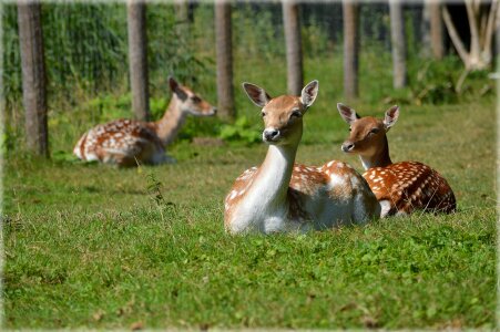 Ruminant animal wildlife