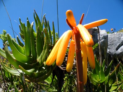 Blossom plants plant