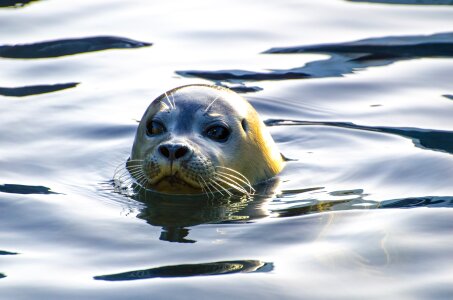 North-sea wild-animal threatened