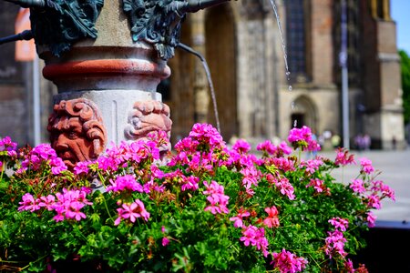 Flowers colorful color