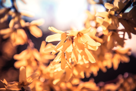 Bloom blooming blossom